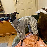 Dorothy is registered to the contest to win money with this photo: dog, pet, clothing, striped_outfit, couch, blanket, indoor, furniture, door, wooden_floor, pillow, home, cozy, alert, animal, small_dog, ears, standing, striped, text