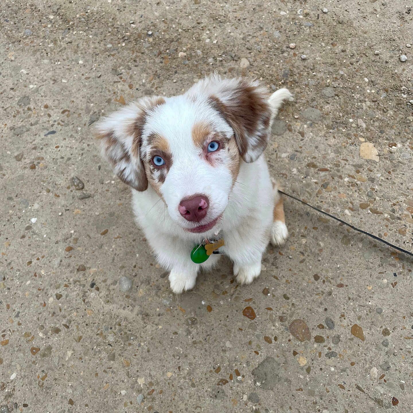 Blue a rejoint le concours — aidez-le/la à gagner de superbes lots ! adorable, animal, blue_eyes, brown_spots, collar, concrete, cute, dog, fluffy, fur, ground, leash, looking_up, outdoor, pet, pink_nose, puppy, sitting, white_fur, young_dog