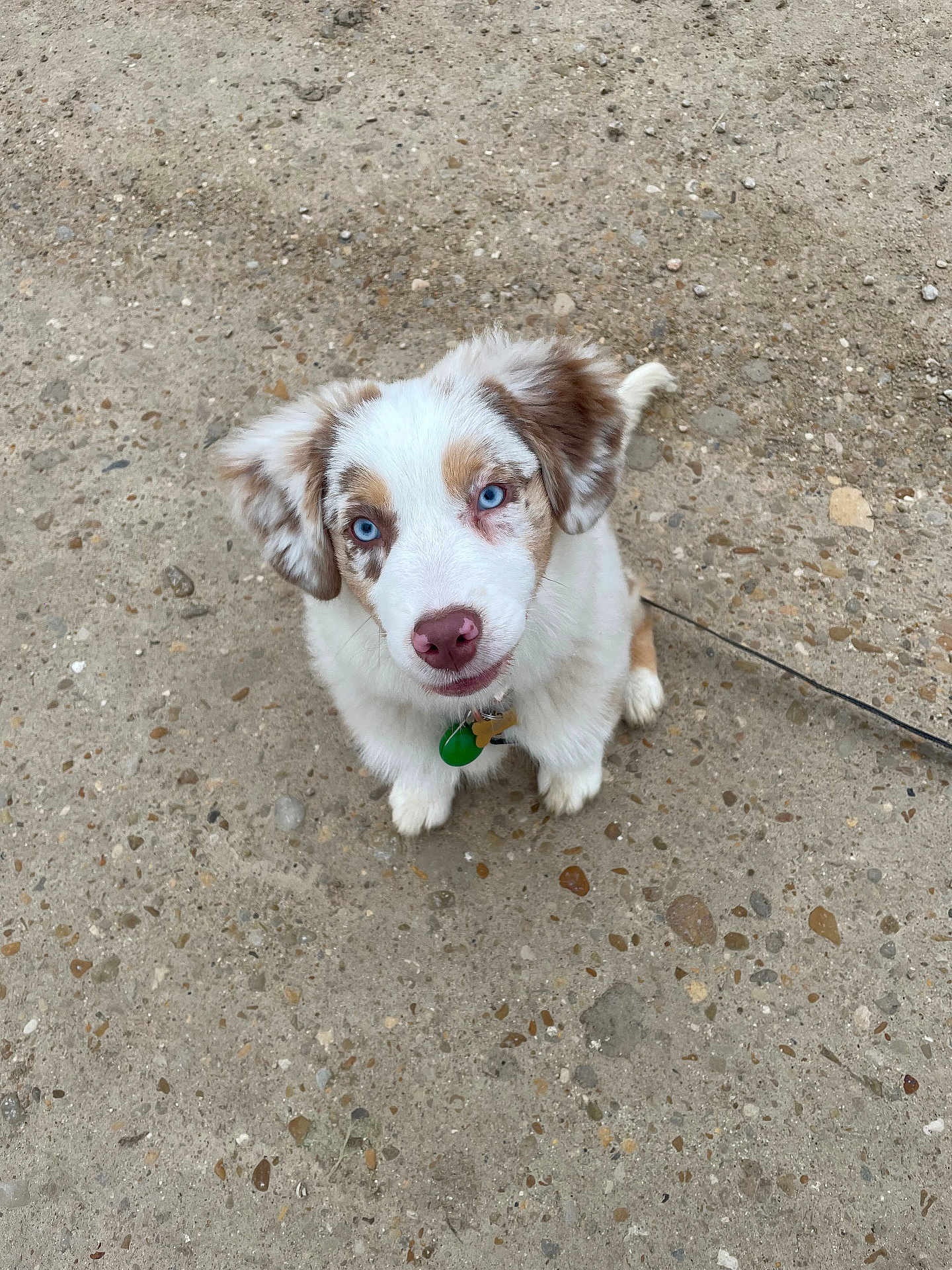 Blue a rejoint le concours — aidez-le/la à gagner de superbes lots ! puppy, dog, blue_eyes, pink_nose, fluffy, outdoor, concrete, looking_up, pet, young_dog, cute, animal, fur, collar, leash, brown_spots, white_fur, adorable, sitting, ground