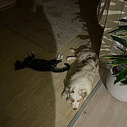 Blue a rejoint le concours — aidez-le/la à gagner de superbes lots ! dog, cat, indoor, floor, shadow, plant, pet, relaxing, lying_down, fur, light, home, cozy, tabby_cat, white_dog, calm, animal, resting, wood_floor, carpet