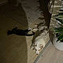dog, cat, indoor, floor, shadow, plant, pet, relaxing, lying_down, fur, light, home, cozy, tabby_cat, white_dog, calm, animal, resting, wood_floor, carpet