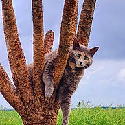 Aoï a rejoint le concours — aidez-le/la à gagner de superbes lots ! animal, branch, branches, cat, climbing, cloudy, curious, daylight, fur, green_grass, looking, mammal, nature, outdoor, park, pet, sky, tree, trunk, wildlife