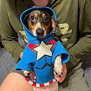 Oscar is registered to the contest to win money with this photo: dog, hoodie, blue_clothing, person, sitting, indoor, carpet, casual_clothing, holding, small_dog, pet, animal, human_hand, star_design, cute, eyes, face, shorts, green_shirt, expression