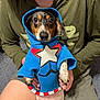 dog, hoodie, blue_clothing, person, sitting, indoor, carpet, casual_clothing, holding, small_dog, pet, animal, human_hand, star_design, cute, eyes, face, shorts, green_shirt, expression