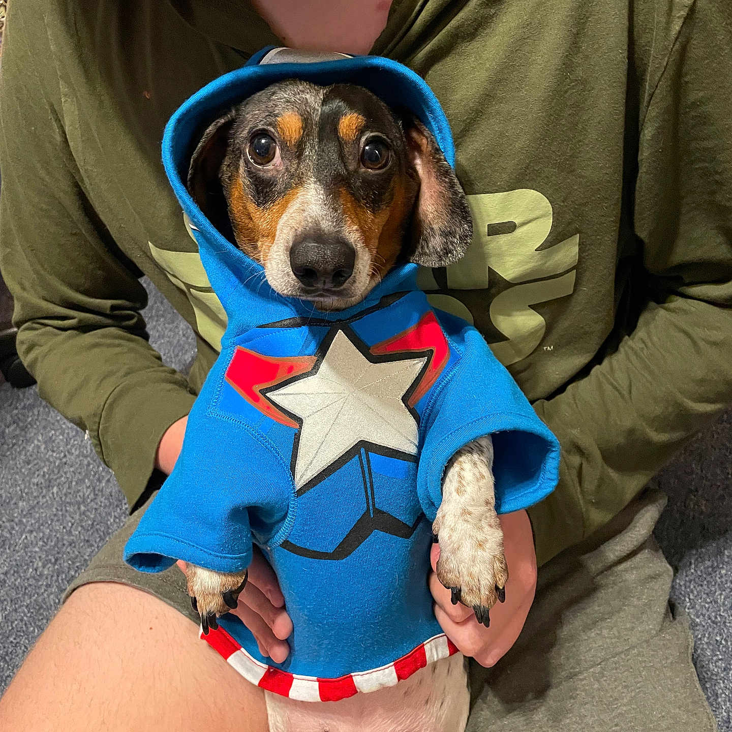 Oscar is registered to the contest to win money with this photo: animal, blue_clothing, carpet, casual_clothing, cute, dog, expression, eyes, face, green_shirt, holding, hoodie, human_hand, indoor, person, pet, shorts, sitting, small_dog, star_design