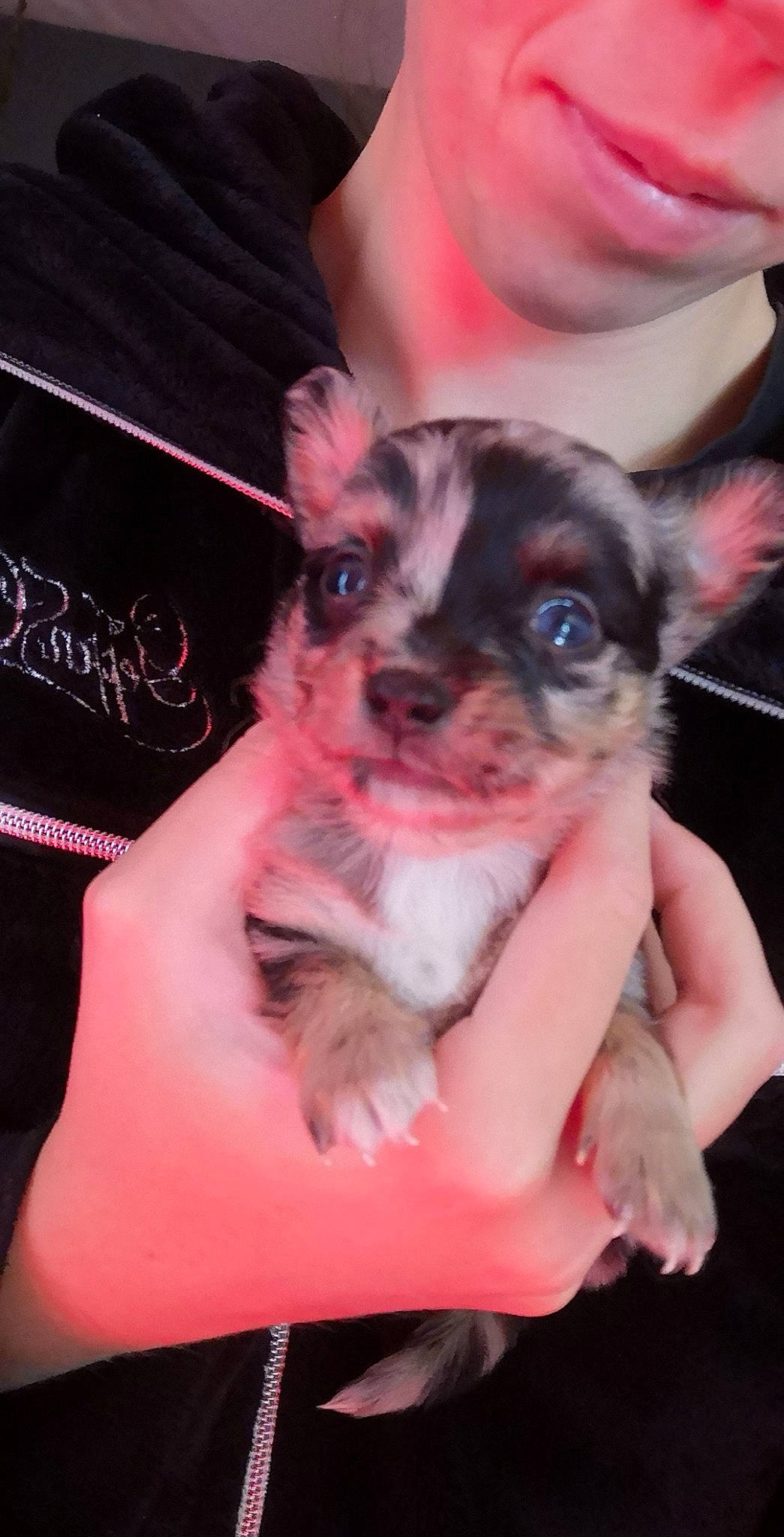 Robby participe au concours pour gagner de l'argent avec cette photo : canidae, carnivore, chihuahua, companion_dog, dog, dog_breed, ear, fawn, mammal, puppy, shih_tzu, snout, sporting_group, toy_dog, vertebrate