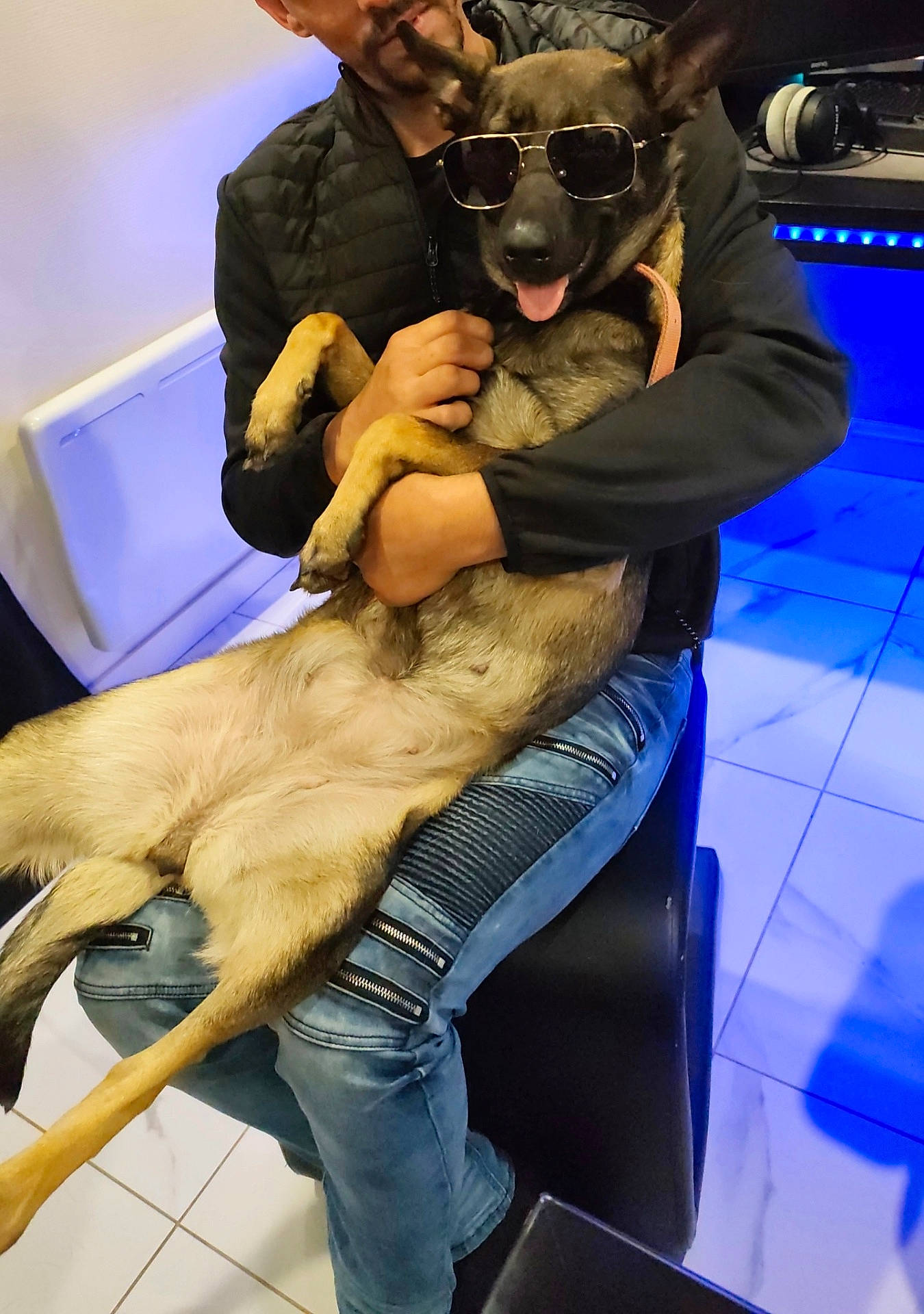 Lenny a rejoint le concours — aidez-le/la à gagner de superbes lots ! black_jacket, blue_light, casual_clothing, chair, companion, dog, floor_tiles, friendly, headphones, holding, human_hand, indoor, jeans, leash, person, pet, relaxed, seated, smiling_dog, sunglasses