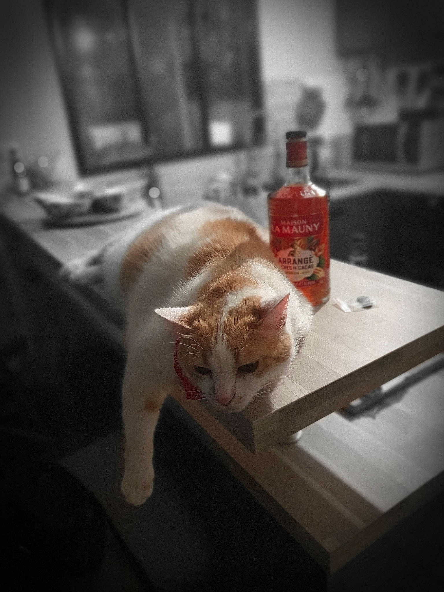 Pulco a rejoint le concours — aidez-le/la à gagner de superbes lots ! carnivore, cat, drink, ear, felidae, food, paw, small_to_medium_sized_cats, snout, tail, whiskers