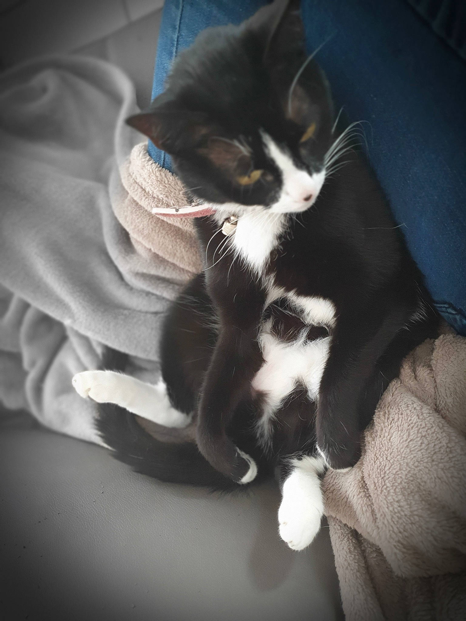 Etna participe au concours pour gagner de l'argent avec cette photo : black_and_white, carnivore, cat, domestic_short_haired_cat, ear, european_shorthair, felidae, fur, hand, kitten, lap, leg, paw, polydactyl_cat, small_to_medium_sized_cats, tail, whiskers