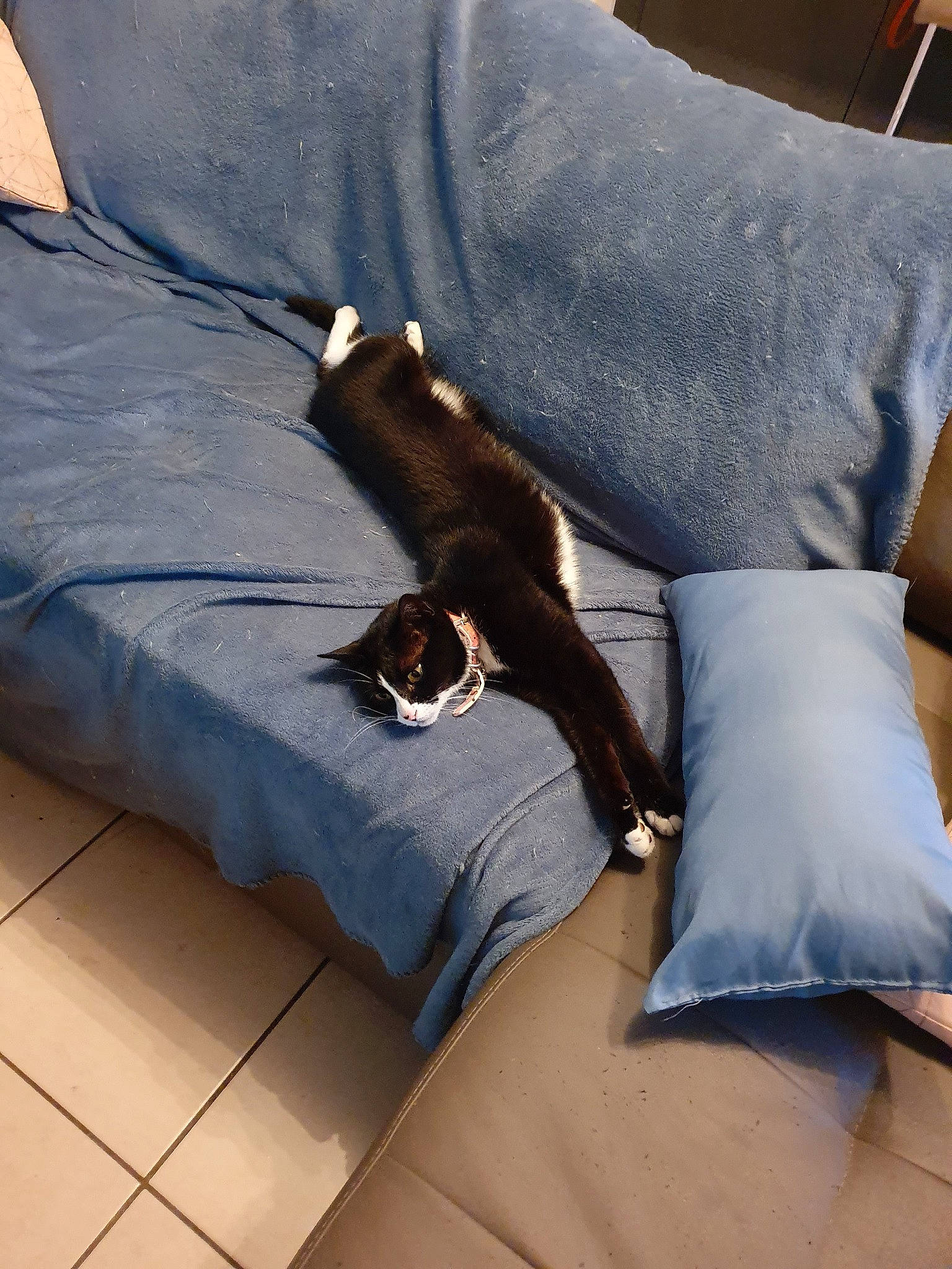 Etna a rejoint le concours — aidez-le/la à gagner de superbes lots ! canidae, comfort, couch, furniture, leg, room