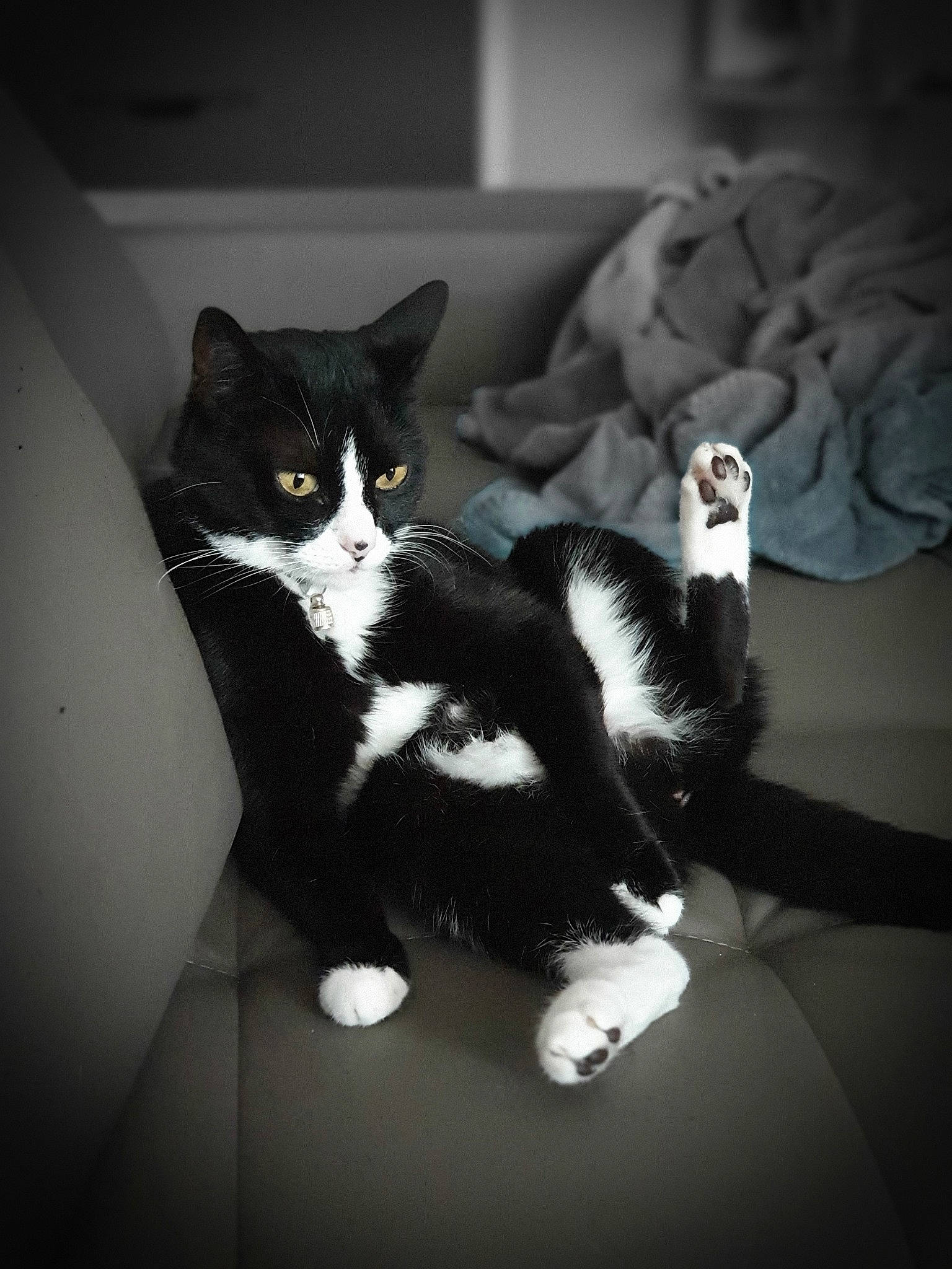 Etna a rejoint le concours — aidez-le/la à gagner de superbes lots ! black, black_and_white, black_cat, carnivore, cat, domestic_short_haired_cat, eye, felidae, fur, kitten, monochrome, monochrome_photography, paw, photography, polydactyl_cat, sky, small_to_medium_sized_cats, snout, tail, whiskers