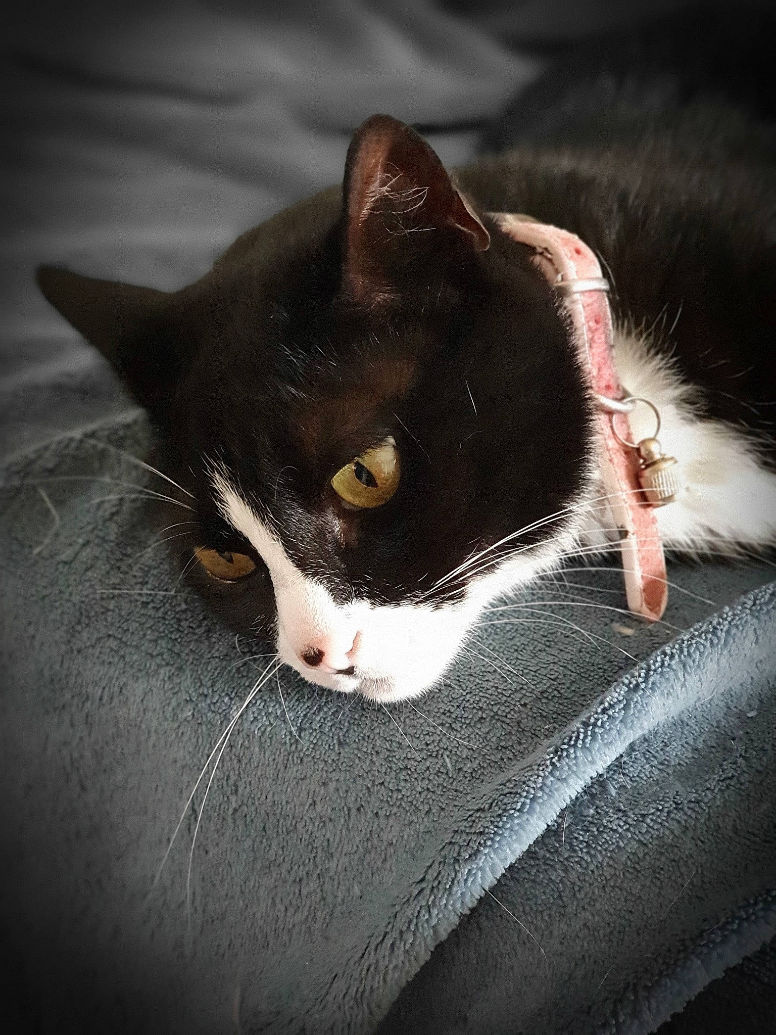 Etna a rejoint le concours — aidez-le/la à gagner de superbes lots ! aegean_cat, american_wirehair, black, black_and_white, black_cat, carnivore, cat, domestic_short_haired_cat, ear, eye, felidae, fur, paw, polydactyl_cat, small_to_medium_sized_cats, snout, whiskers