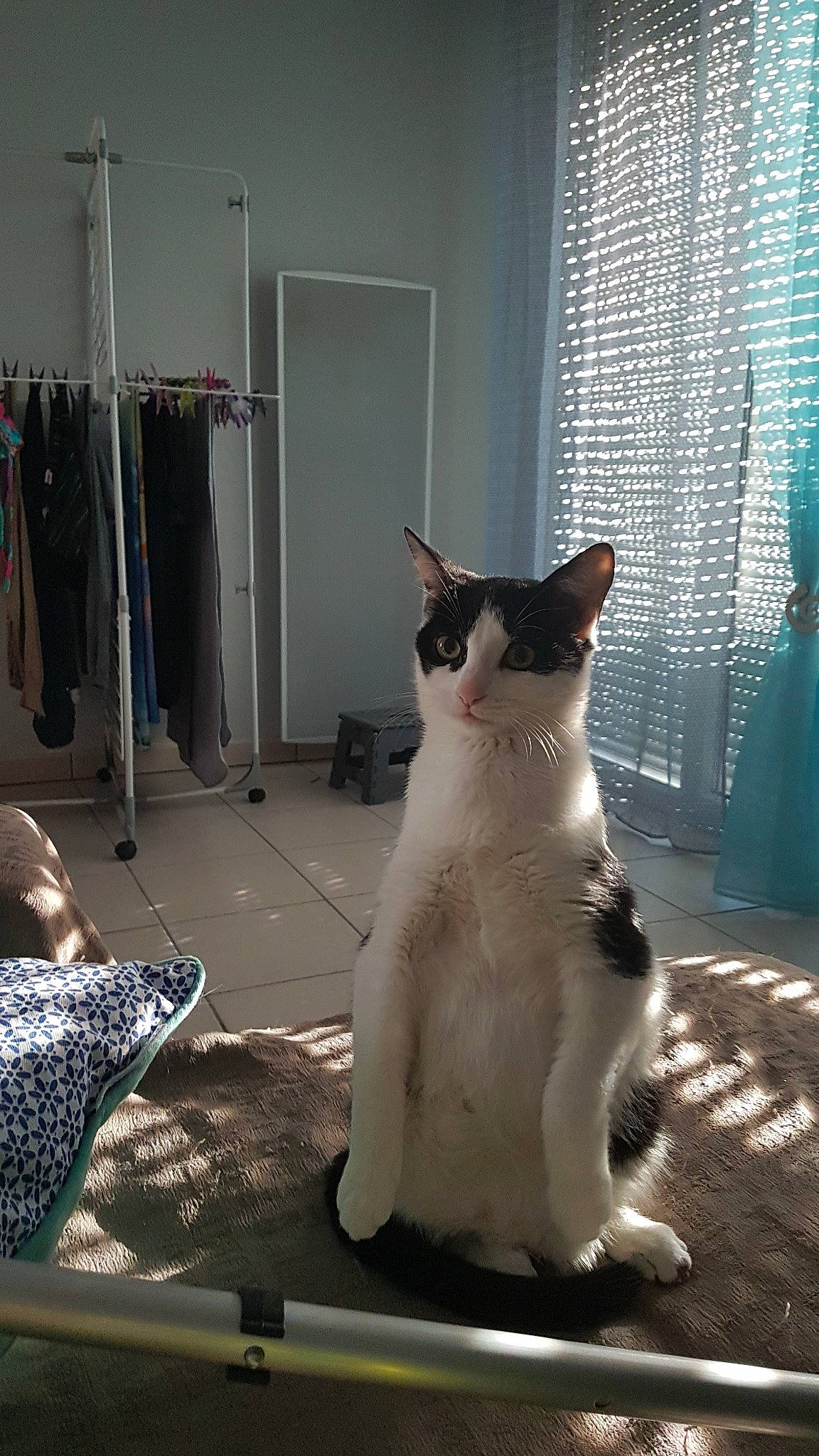 Naïa a rejoint le concours — aidez-le/la à gagner de superbes lots ! aegean_cat, asian, carnivore, cat, domestic_short_haired_cat, european_shorthair, felidae, japanese_bobtail, kitten, polydactyl_cat, small_to_medium_sized_cats, snapshot, tail, whiskers, window