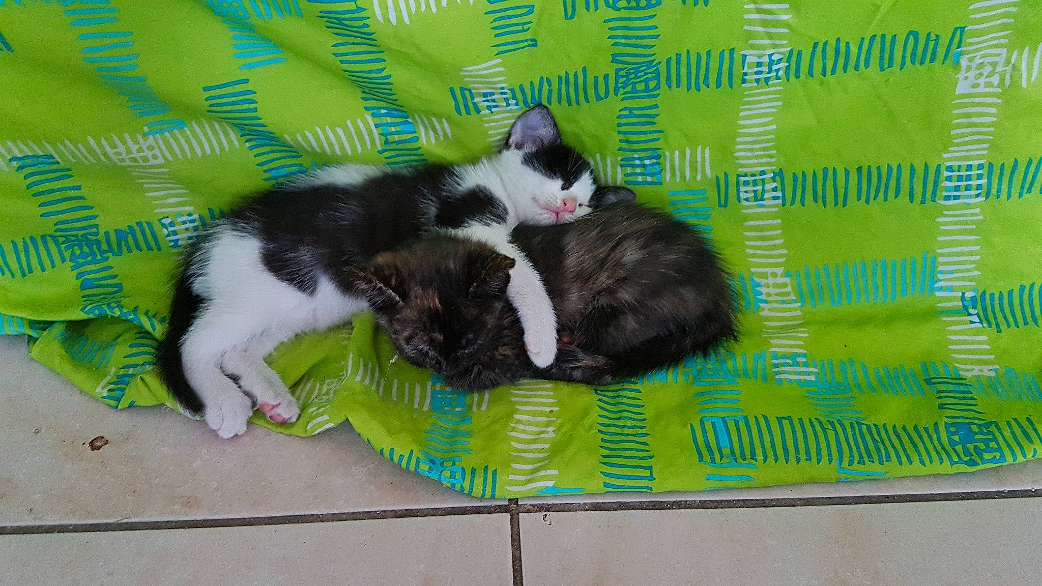 Naïa participe au concours pour gagner de l'argent avec cette photo : aegean_cat, american_wirehair, asian, carnivore, cat, domestic_short_haired_cat, european_shorthair, felidae, fur, kitten, mammal, norwegian_forest_cat, paw, polydactyl_cat, ragamuffin, small_to_medium_sized_cats, tail, whiskers