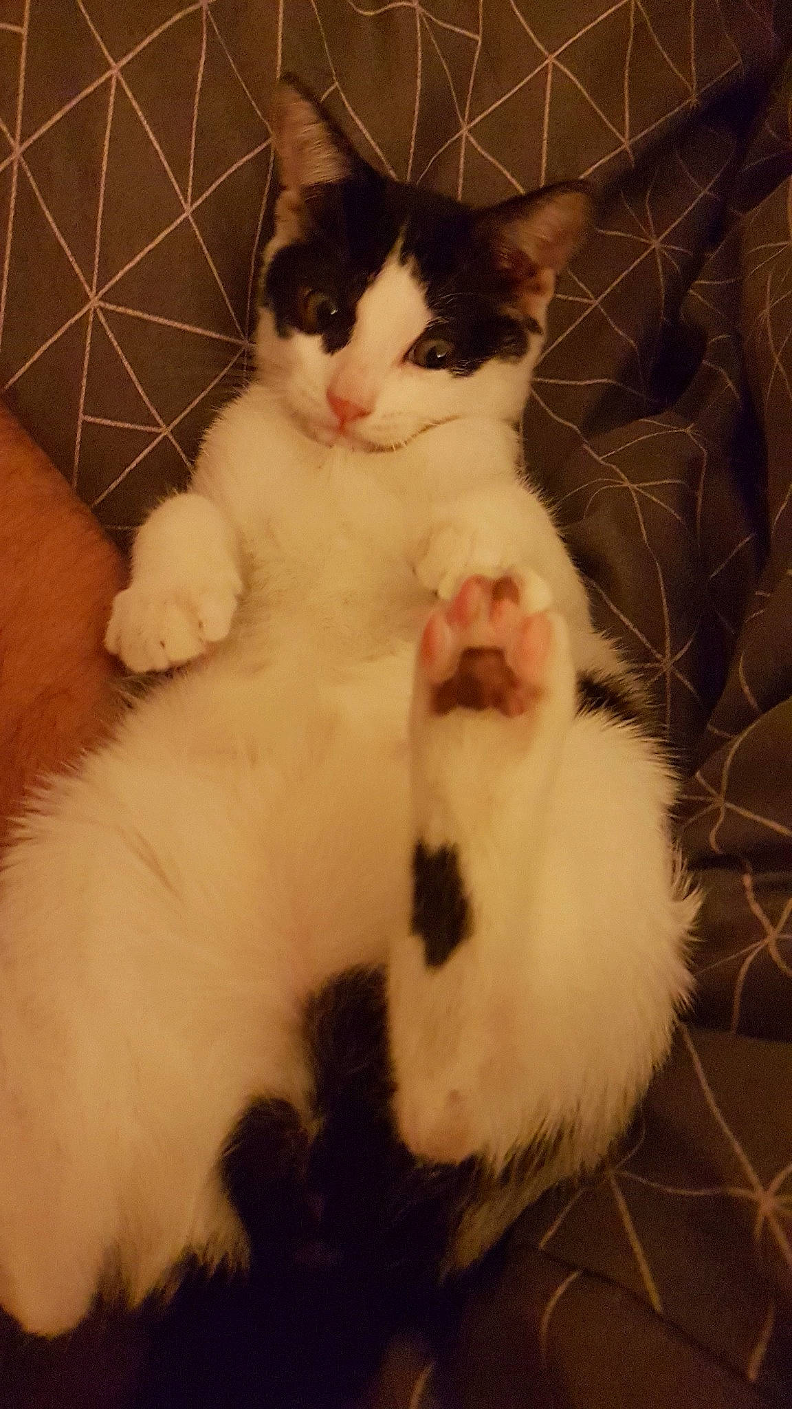 Naïa a rejoint le concours — aidez-le/la à gagner de superbes lots ! aegean_cat, american_wirehair, carnivore, cat, domestic_long_haired_cat, domestic_short_haired_cat, felidae, fur, japanese_bobtail, kitten, mammal, norwegian_forest_cat, paw, polydactyl_cat, ragamuffin, small_to_medium_sized_cats, tail, turkish_angora, turkish_van, whiskers