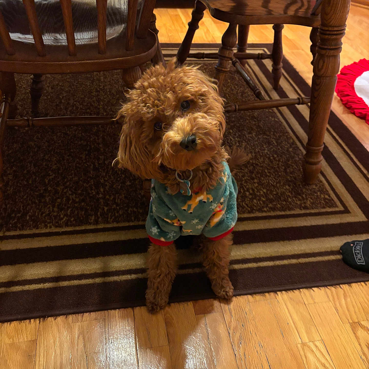 Mosley is registered to the contest to win money with this photo: brown_dog, carpet, companion, curly_fur, cute, dog, domestic_animal, festive_clothing, flooring, furniture, head_tilt, home_interior, indoor, pet, rug, small_dog, sweater, table, wooden_chair, wooden_floor