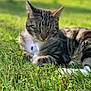abyssinian, animal, backyard, cat, field, grass, grassland, green, herbal, herbs, kitten, lawn, manx, nature, outdoors, park, pet, plant, vegetation, yard