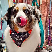 Ace joined the competition — help win amazing prizes! dog, bandana, indoor, tongue_out, heterochromia, pet, cute, black, white, brown, fur, portrait, holiday, halloween, pumpkin, spider_web, decor, animal, canine, grooming