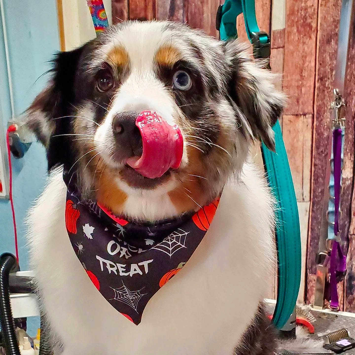 Ace joined the competition — help win amazing prizes! animal, bandana, black, brown, canine, cute, decor, dog, fur, grooming, halloween, heterochromia, holiday, indoor, pet, portrait, pumpkin, spider_web, tongue_out, white