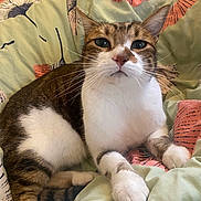 Doushka a rejoint le concours — aidez-le/la à gagner de superbes lots ! cat, tabby, white_fur, pet, animal, whiskers, paws, indoor, blanket, floral_pattern, relaxed, cute, feline, resting, closeup, soft, cozy, comfort, bedroom, domestic