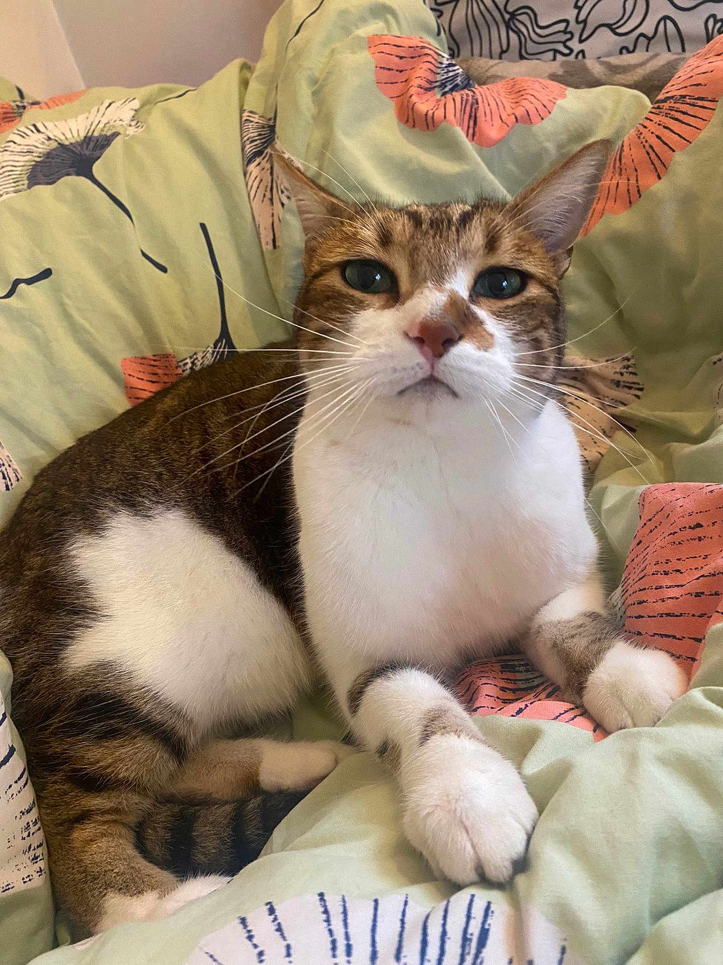 Doushka a rejoint le concours — aidez-le/la à gagner de superbes lots ! cat, tabby, white_fur, pet, animal, whiskers, paws, indoor, blanket, floral_pattern, relaxed, cute, feline, resting, closeup, soft, cozy, comfort, bedroom, domestic