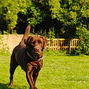 Patch a rejoint le concours — aidez-le/la à gagner de superbes lots ! dog, labrador, chocolate, grass, outdoor, nature, greenery, canine, pet, walking, fence, sunlight, daytime, animal, mammal, collar, park, blurred_background, summer, friendly