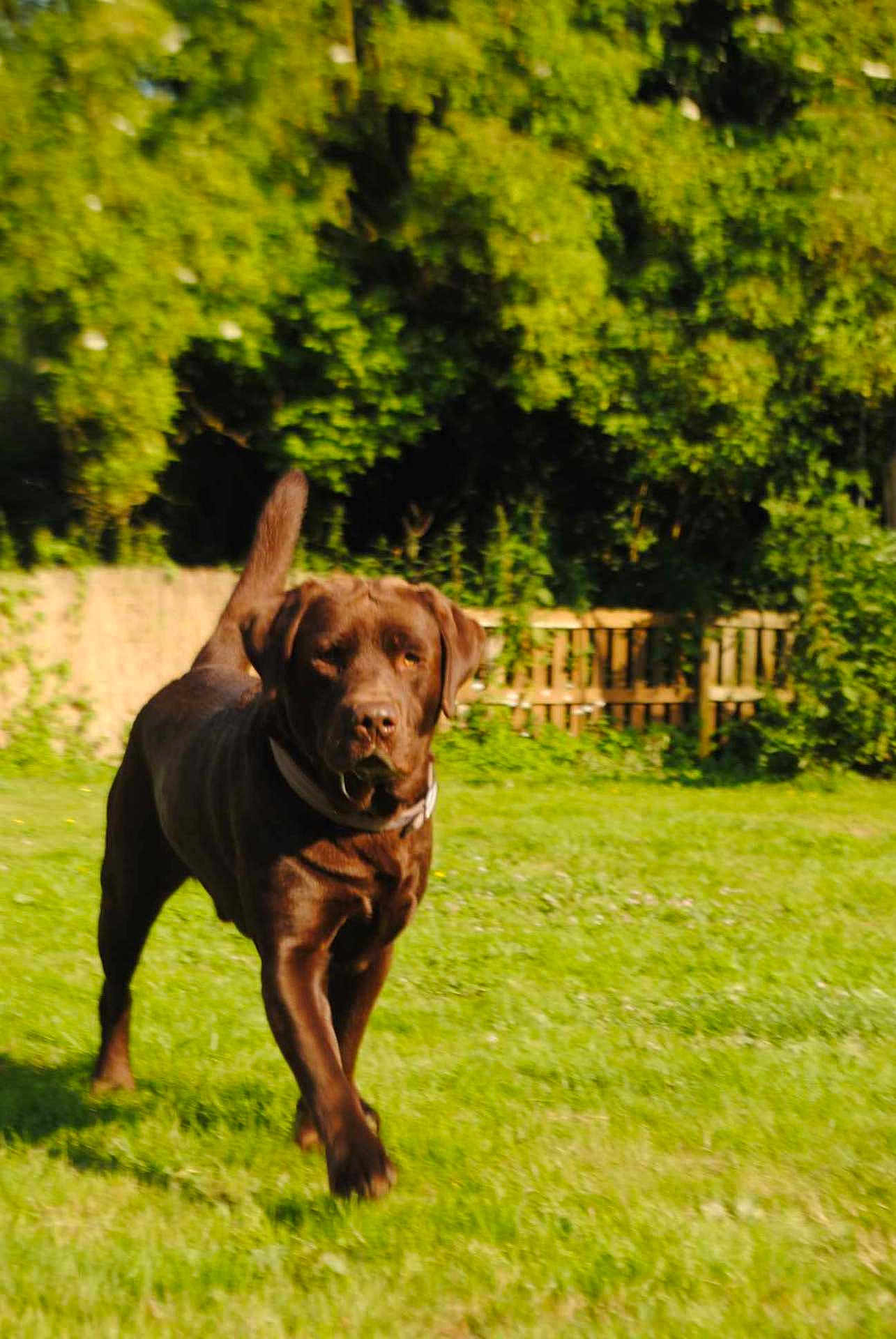 Patch a rejoint le concours — aidez-le/la à gagner de superbes lots ! dog, labrador, chocolate, grass, outdoor, nature, greenery, canine, pet, walking, fence, sunlight, daytime, animal, mammal, collar, park, blurred_background, summer, friendly