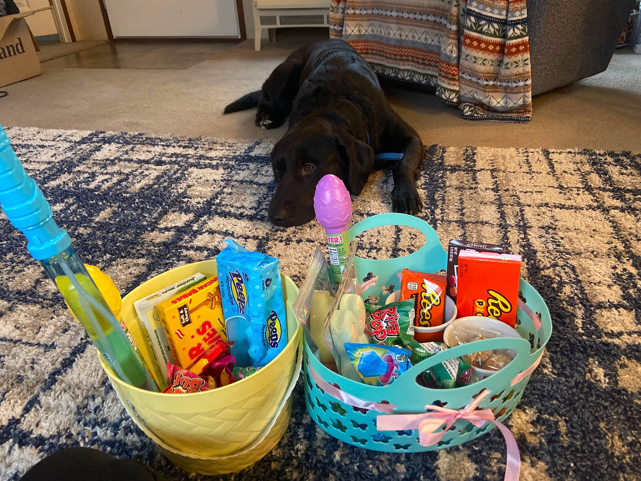 Tank joined the competition — help win amazing prizes! basket, bowl, bucket, child, easter, event, floor, flooring, fun, household_supply, paint, plastic, play, sand, soil, storage_basket, tableware, textile, visual_arts, wood