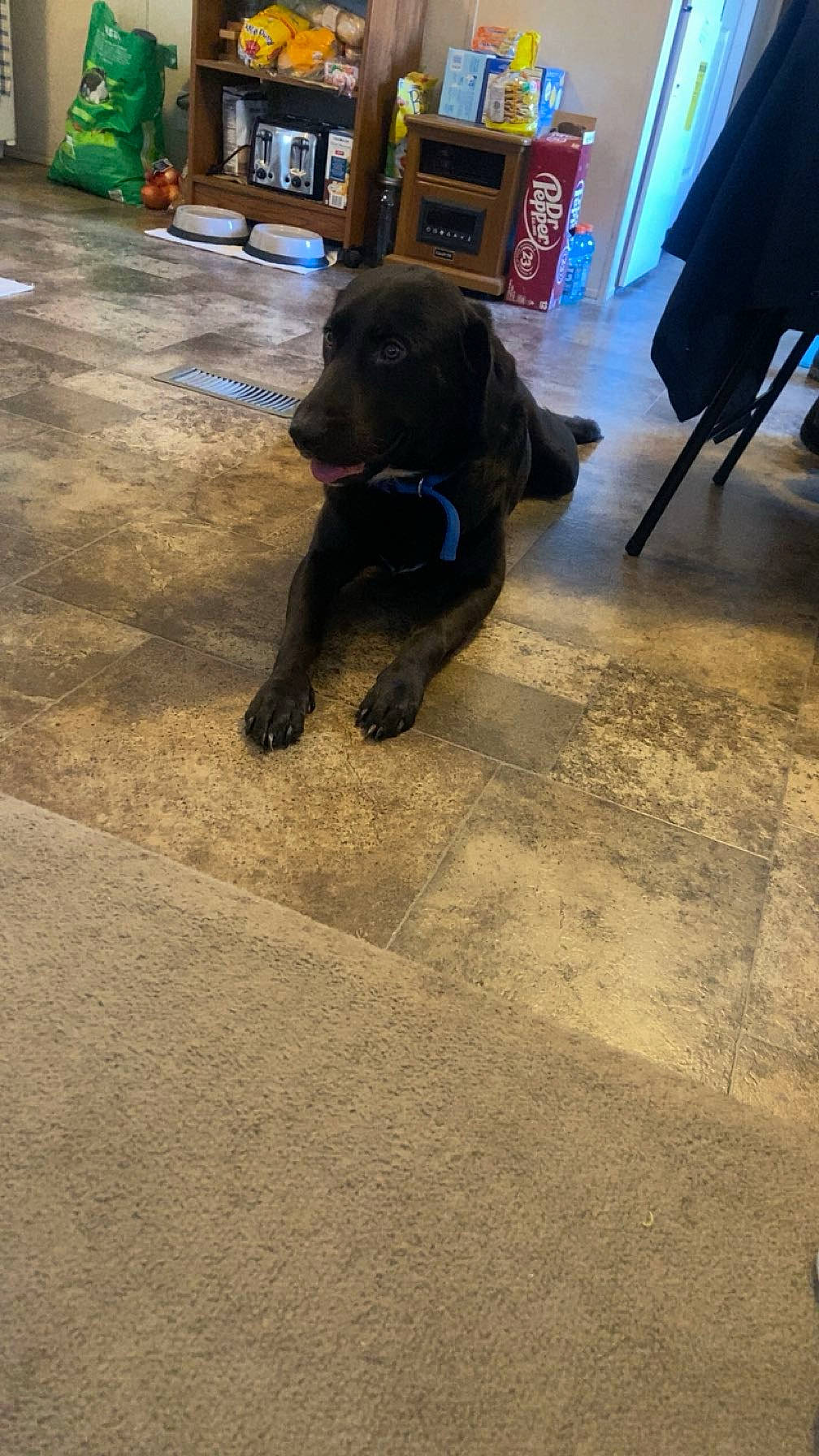 Tank is registered to the contest to win money with this photo: ball, borador, canidae, carnivore, chair, companion_dog, dog, dog_breed, fawn, floor, flooring, fur, guard_dog, gun_dog, hardwood, snout, soil, sporting_group, tail, working_animal