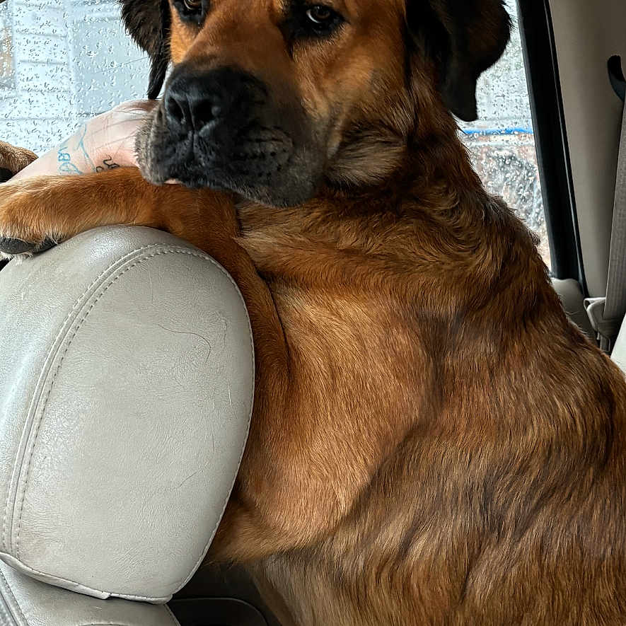 Groot Marie Thrasher