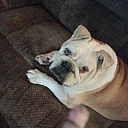 Bowzer is registered to the contest to win money with this photo: animal, brown, bulldog, canine, closeup, companion, couch, dog, domestic_animal, ears, furniture, indoor, looking, mammal, paw, pet, portrait, resting, snout, whiskers