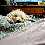 King is registered to the contest to win money with this photo: dog, sleeping, white_dog, small_dog, pet, animal, face, nose, fur, fluffy, blanket, bed, bedroom, indoors, television, dresser, game_controller, bottles, cozy, nap