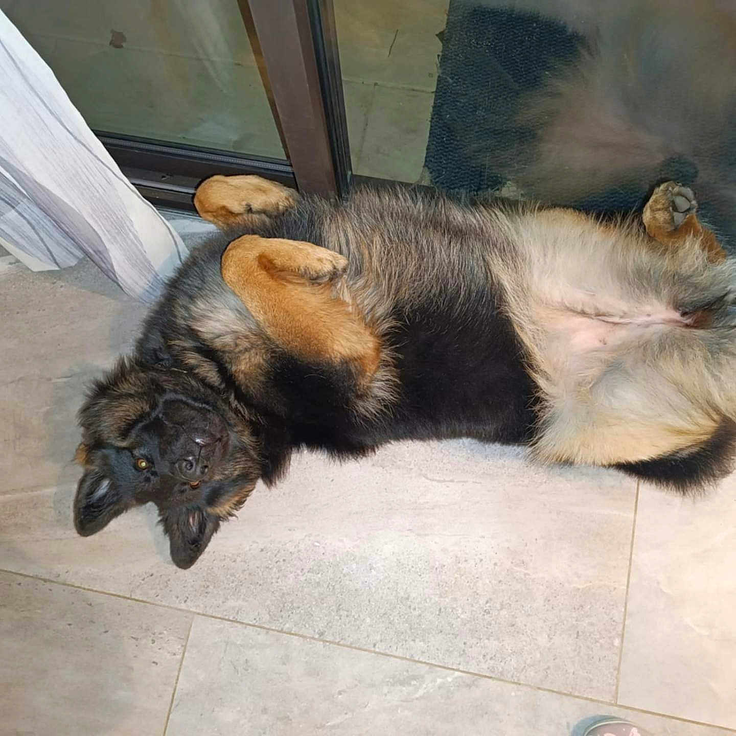 Kaly participe au concours pour gagner de l'argent avec cette photo : animal, canine, cat, dog, door, germanshepherd, hound, indoors, mat, person, pet, policedog, pug, puppy, slate, sleeping, snout, window, windowsill, wood