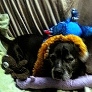 Layla joined the competition — help win amazing prizes! dog, black_dog, plush_toy, soft_surface, indoor, pet, stuffed_animal, animal, lying_down, cozy, toy, furry, mammal, resting, cute, domestic_animal, sleepy, colorful, companionship, blurred