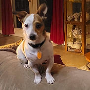 Patchs joined the competition — help win amazing prizes! alert, animal, brown, collar, couch, curtains, decor, dog, door, figurines, floor, furniture, glass_cabinet, indoor, living_room, pet, small_dog, tag, teapots, white