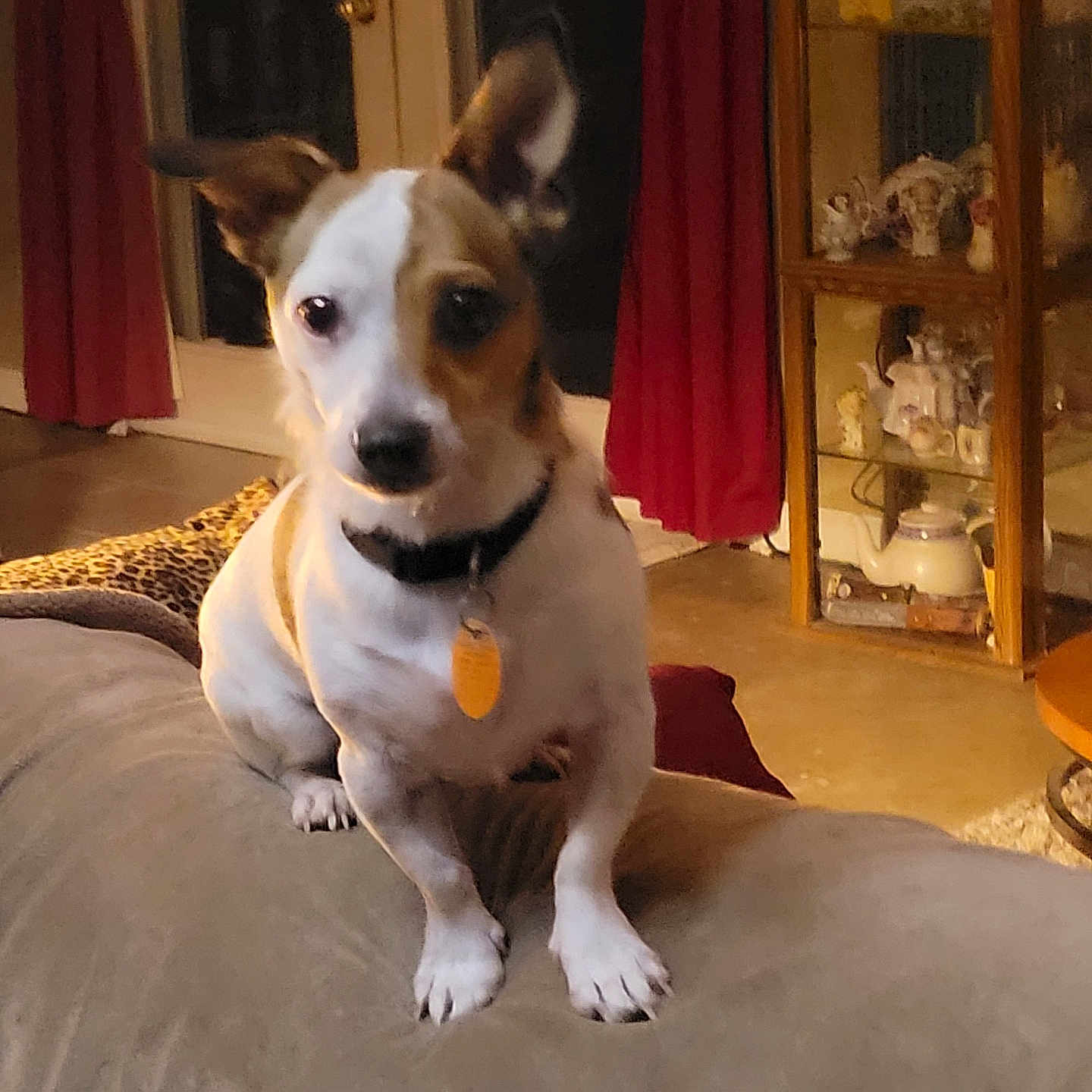 Patchs joined the competition — help win amazing prizes! alert, animal, brown, collar, couch, curtains, decor, dog, door, figurines, floor, furniture, glass_cabinet, indoor, living_room, pet, small_dog, tag, teapots, white