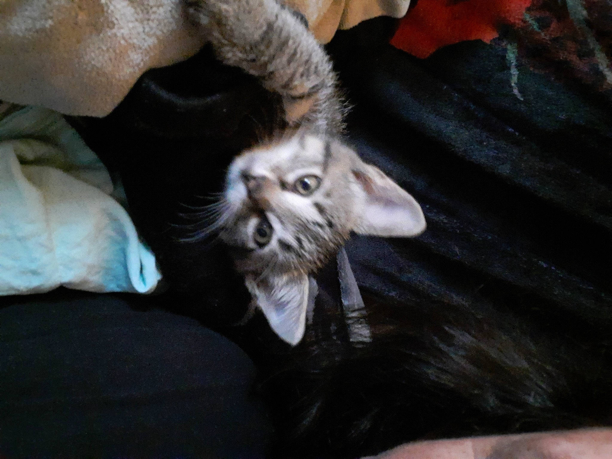 Mike is registered to the contest to win money with this photo: canidae, carnivore, cat, claw, comfort, companion_dog, dog_breed, domestic_short_haired_cat, felidae, foot, fur, human_leg, paw, small_to_medium_sized_cats, snout, sporting_group, tail, terrestrial_animal, whiskers, wildlife