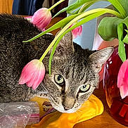 Lexluther is registered to the contest to win money with this photo: cat, closeup, curious, domestic, face, flower, glove, green_leaves, indoor, nature, pet, pink_flower, plant, still_life, tabby, table, tulip, whiskers, wood, yellow_glove