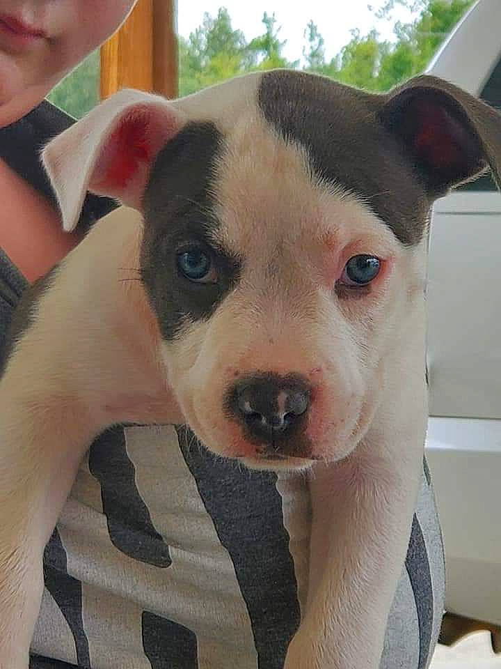 Gunner joined the competition — help win amazing prizes! canidae, carnivore, collar, companion_dog, dog, dog_breed, dog_collar, ear, fawn, fur, jaw, non_sporting_group, puppy, puppy_love, selfie, snout, sporting_group, terrestrial_animal, whiskers, working_animal