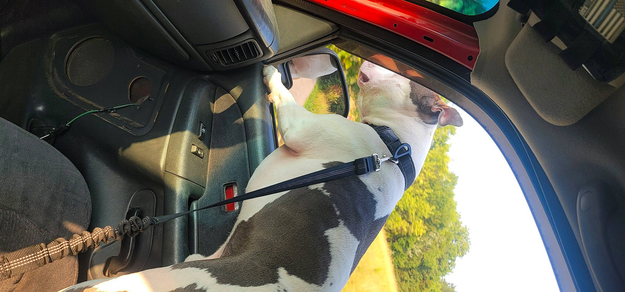 Gunner is registered to the contest to win money with this photo: automotive_design, automotive_exterior, automotive_lighting, automotive_mirror, automotive_tire, automotive_wheel_system, car, car_seat_cover, fender, hood, motor_vehicle, personal_luxury_car, plant, rim, tints_and_shades, tree, vehicle, vehicle_door, window, windshield