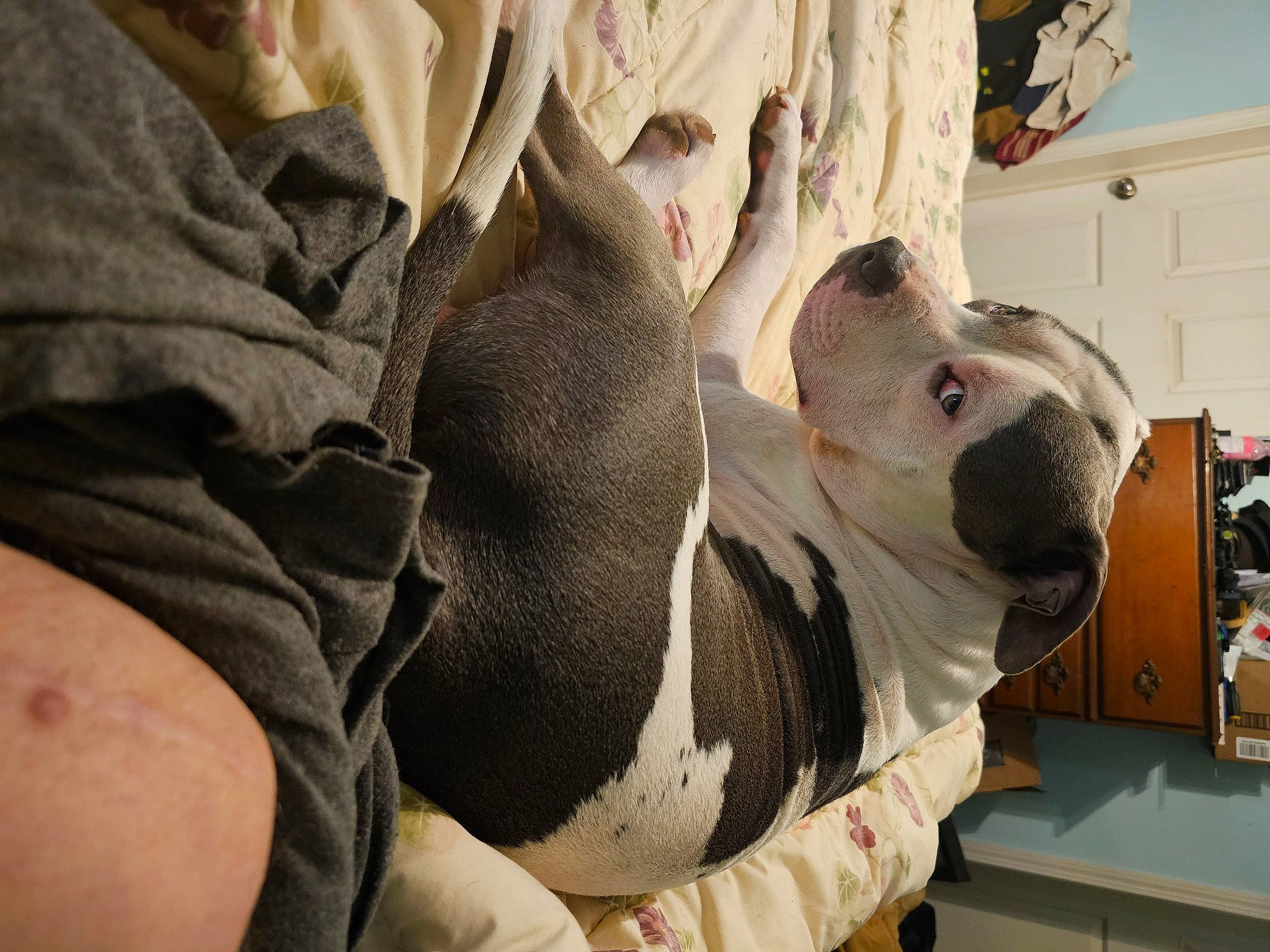 Gunner is registered to the contest to win money with this photo: canidae, carnivore, collar, comfort, companion_dog, dog, dog_breed, dog_collar, fawn, fur, guard_dog, leash, non_sporting_group, pet_supply, snout, sporting_group, working_animal