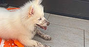 Milo a rejoint le concours — aidez-le/la à gagner de superbes lots ! animal, canine, cute, dark_wall, dirty, dog, exhausted, fur, muddy_paws, muddy_snout, orange_item, outdoor, panting, pet, playful, puppy, resting, tiled_floor, white_fur, young_dog