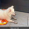 dog, puppy, white_fur, muddy_paws, muddy_snout, tiled_floor, orange_item, panting, resting, outdoor, dark_wall, pet, animal, cute, fur, exhausted, canine, young_dog, playful, dirty