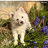 Milo a rejoint le concours — aidez-le/la à gagner de superbes lots ! puppy, dog, white_fur, blue_eyes, flowers, purple_flowers, grass, outdoor, nature, cute, young_animal, pet, small_dog, curious, head_tilt, sunlight, garden, greenery, adorable, fluffy