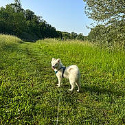 Milo participe au concours pour gagner de l'argent avec cette photo : dog, white_dog, grass, trail, outdoor, nature, trees, blue_sky, sunny, happy, pet, leash, canine, daytime, greenery, walking_path, field, small_dog, fur, playful