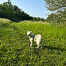dog, white_dog, grass, trail, outdoor, nature, trees, blue_sky, sunny, happy, pet, leash, canine, daytime, greenery, walking_path, field, small_dog, fur, playful