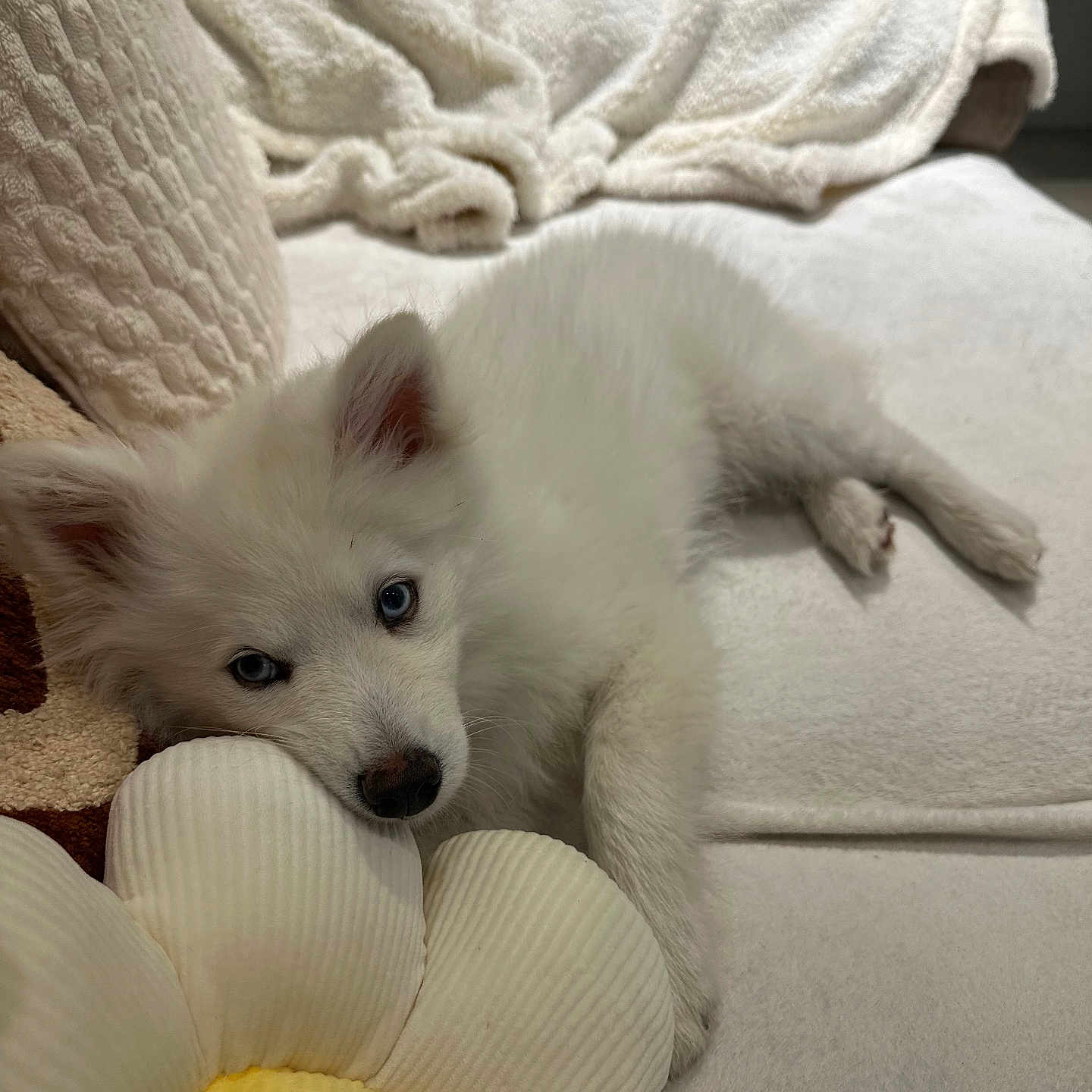Milo participe au concours pour gagner de l'argent avec cette photo : puppy, dog, white_fur, blue_eyes, plush_flower, couch, blanket, soft_texture, indoor, resting, cute, pet, animal, cozy, relaxing, fur, side_view, close_up, domestic_animal, comfort