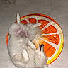 Milo participe au concours pour gagner de l'argent avec cette photo : dog, white_dog, fluffy, pet, lying_down, floor, orange_mat, orange_slice, indoor, relaxed, curled_paws, collar, tile_floor, curtains, resting, cute, animal, domestic_animal, sleeping_pose, cozy
