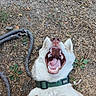 Fenrisùlfr participe au concours pour gagner de l'argent avec cette photo : dog, pet, playful, yawning, mouth_open, teeth, tongue, collar, leash, hand, outdoor, grass, dry_grass, nature, animal, canine, happy, closeup, white_fur, paw