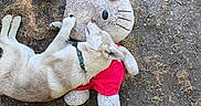 Fenrisùlfr a rejoint le concours — aidez-le/la à gagner de superbes lots ! dog, plush_toy, hello_kitty, ground, dirt, grass, footwear, shoe, person, outdoor, pet, animal, toy, red_bow, collar, paw, relaxing, laying_down, casual, shadow